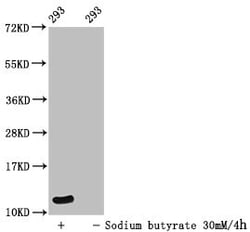 Invitrogen Formyl-Histone H4 (Lys12) Polyclonal Antibody 100 &mu;L; Unconjugated:Antikörper