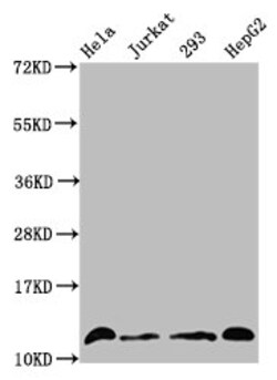 Invitrogen H4K16cr Polyclonal Antibody 100 μL; Unconjugated:Antibodies,