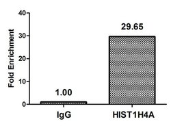 Invitrogen H4K16pr Polyclonal Antibody 100 &mu;L; Unconjugated:Antibodies,