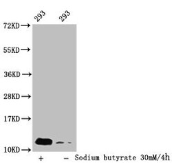Invitrogen 2-hydroxyisobutyryl-Histone H4 (Lys31) Polyclonal Antibody 100
