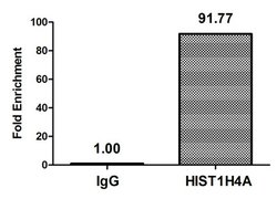 Invitrogen H4K31pr Polyclonal Antibody 100 μL; Unconjugated:Antibodies,