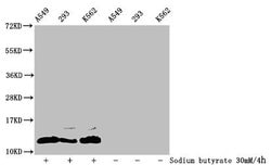 Formyl-Histone H4 (Lys77) Polyclonal Antibody:Antibodies, Polyclonal
