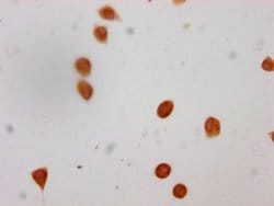 Invitrogen Formyl-Histone H4 (Lys79) Polyclonal Antibody 100 &mu;L; Unconjugated:Antikörper