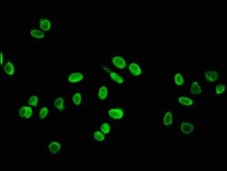 Invitrogen Hydroxyl-Histone H4 (Tyr88) Polyclonal Antibody 100 &mu;L; Unconjugated:Antibodies,