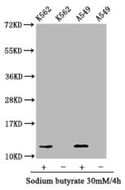 Invitrogen Hydroxyl-Histone H4 (Tyr88) Polyclonal Antibody 100 &mu;L; Unconjugated:Antibodies,