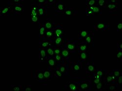 Invitrogen H4K91ac Polyclonal Antibody 100 μL; Unconjugated:Antibodies,