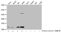 Invitrogen H4K91ac Polyclonal Antibody 100 μL; Unconjugated:Antibodies,