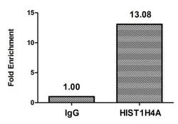 Invitrogen 2-hydroxyisobutyryl-Histone H4 (Lys12) Polyclonal Antibody 100 &mu;L | Buy Online | Invitrogen&trade; | Fisher Scientific