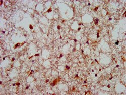 Invitrogen HOXA4 Polyclonal Antibody 100 &mu;g; Unconjugated:Antibodies,