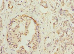 Invitrogen HOXD10 Polyclonal Antibody 100 &mu;L; Unconjugated:Antibodies,