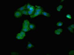 Invitrogen IPP Polyclonal Antibody 100 &mu;g; Unconjugated:Antibodies,