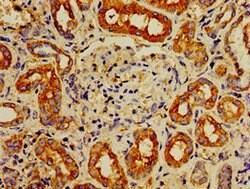 Invitrogen IPP Polyclonal Antibody 100 &mu;g; Unconjugated:Antibodies,