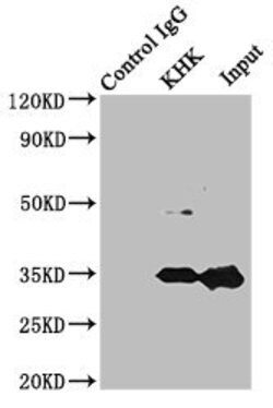 Invitrogen KHK Polyclonal Antibody 100 μL; Unconjugated:Antibodies,