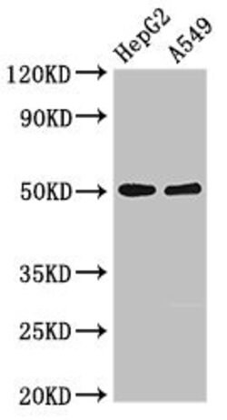KIR3DL1 Polyclonal Antibody:Antibodies, Polyclonal
