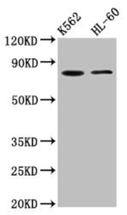 Invitrogen LPO Polyclonal Antibody 100 &mu;g | Buy Online | Invitrogen&trade; | Fisher Scientific