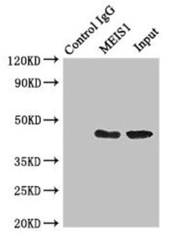 Invitrogen MEIS1 Polyclonal Antibody 100 &mu;g; Unconjugated:Antibodies,