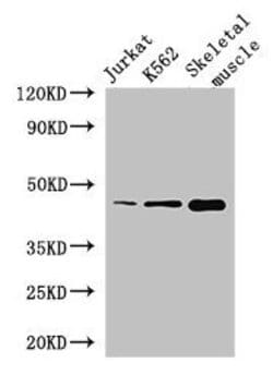 Invitrogen MEIS1 Polyclonal Antibody 100 &mu;g; Unconjugated:Antibodies,