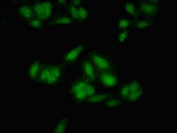 Invitrogen MEIS2 Polyclonal Antibody 100 &mu;g; Unconjugated:Antibodies,