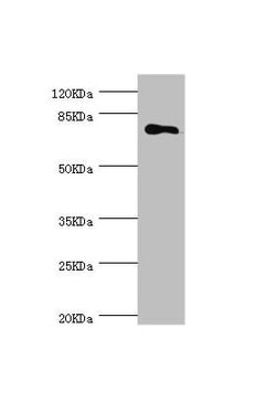 Invitrogen MGAT1 Polyclonal Antibody 100 &mu;L; Unconjugated:Antibodies,