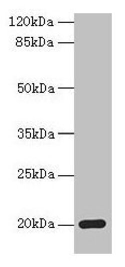 Invitrogen MPV17 Polyclonal Antibody 100 &mu;g; Unconjugated:Antibodies,