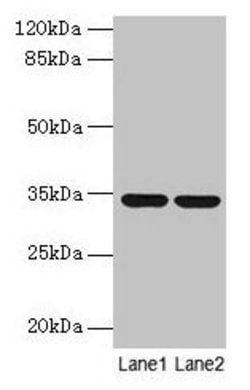Invitrogen MRPL19 Polyclonal Antibody 100 &mu;g | Buy Online | Invitrogen&trade; | Fisher Scientific