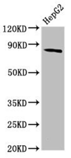 Invitrogen MTSS1 Polyclonal Antibody 100 μg; Unconjugated:Antibodies,
