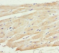 Invitrogen MTX2 Polyclonal Antibody 100 &mu;L; Unconjugated:Antibodies,