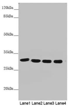 Invitrogen MTX2 Polyclonal Antibody 100 &mu;L; Unconjugated:Antibodies,