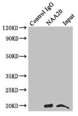 Invitrogen NAA20 Polyclonal Antibody 100 &mu;L; Unconjugated:Antibodies,