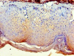 Invitrogen NCK2 Polyclonal Antibody 100 &mu;g | Buy Online | Invitrogen&trade; | Fisher Scientific