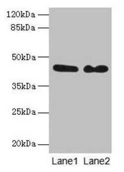 Invitrogen NCK2 Polyclonal Antibody 100 &mu;g | Buy Online | Invitrogen&trade; | Fisher Scientific