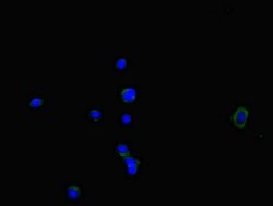 Invitrogen NOXA1 Polyclonal Antibody 100 &mu;g; Unconjugated:Antibodies,