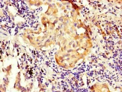 Invitrogen NOXA1 Polyclonal Antibody 100 &mu;g; Unconjugated:Antibodies,
