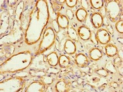 Invitrogen NOXA1 Polyclonal Antibody 100 &mu;g; Unconjugated:Antibodies,