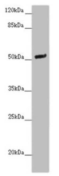 Invitrogen NOXA1 Polyclonal Antibody 100 &mu;g; Unconjugated:Antibodies,