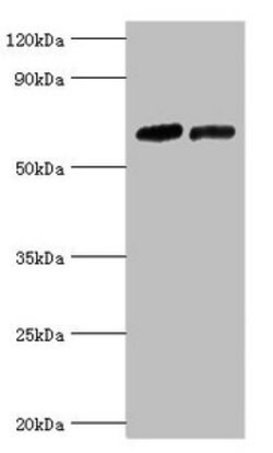 Invitrogen TR2 Polyclonal Antibody 100 μL; Unconjugated:Antibodies,