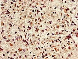 Invitrogen NTHL1 Polyclonal Antibody 100 &mu;g; Unconjugated:Antibodies,