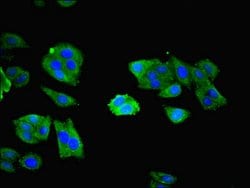 Invitrogen NXF5 Polyclonal Antibody 100 &mu;g; Unconjugated:Antibodies,