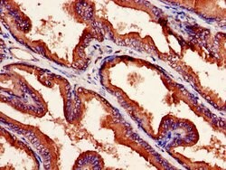 Invitrogen NXF5 Polyclonal Antibody 100 &mu;g; Unconjugated:Antibodies,