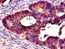 Invitrogen NXF5 Polyclonal Antibody 100 &mu;g; Unconjugated:Antibodies,