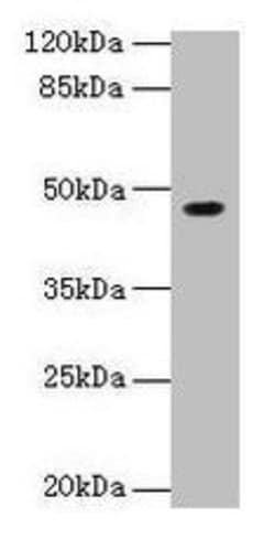 Invitrogen NXF5 Polyclonal Antibody 100 &mu;g; Unconjugated:Antibodies,