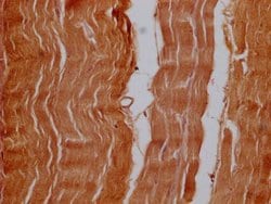 Invitrogen OFD1 Polyclonal Antibody 100 μL; Unconjugated:Antibodies,