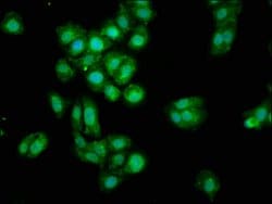 Invitrogen Mimecan Polyclonal Antibody 100 &mu;g; Unconjugated:Antibodies,