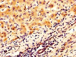 Invitrogen Mimecan Polyclonal Antibody 100 &mu;g; Unconjugated:Antibodies,