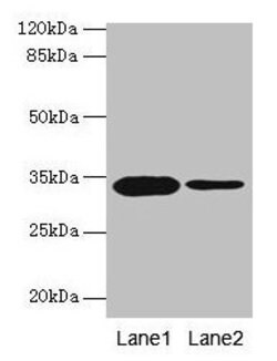 Invitrogen Mimecan Polyclonal Antibody 100 &mu;g; Unconjugated:Antibodies,
