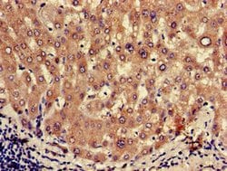 Invitrogen Oxytocin Polyclonal Antibody 100 &mu;g; Unconjugated:Antibodies,