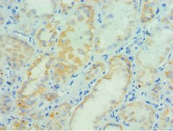 Invitrogen PARP3 Polyclonal Antibody 100 &mu;L; Unconjugated:Antibodies,