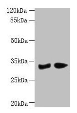 Invitrogen PBLD Polyclonal Antibody 100 μg; Unconjugated:Antibodies,