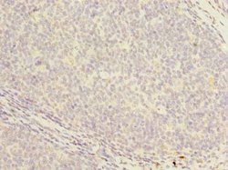 Invitrogen PCOLCE2 Polyclonal Antibody 100 &mu;g; Unconjugated:Antibodies,