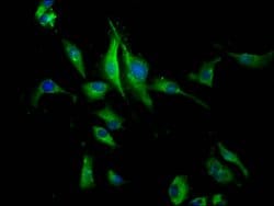 Invitrogen PEAR1 Polyclonal Antibody 100 &mu;g; Unconjugated:Antibodies,